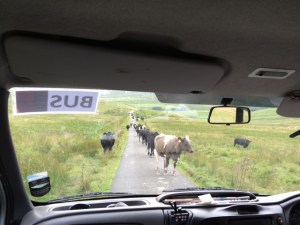 0108RushHourCheviotStyle