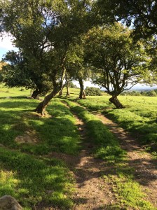 The hedge and sitch presumption?