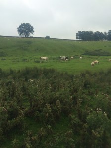 Cow goes moo, sheep goes baa